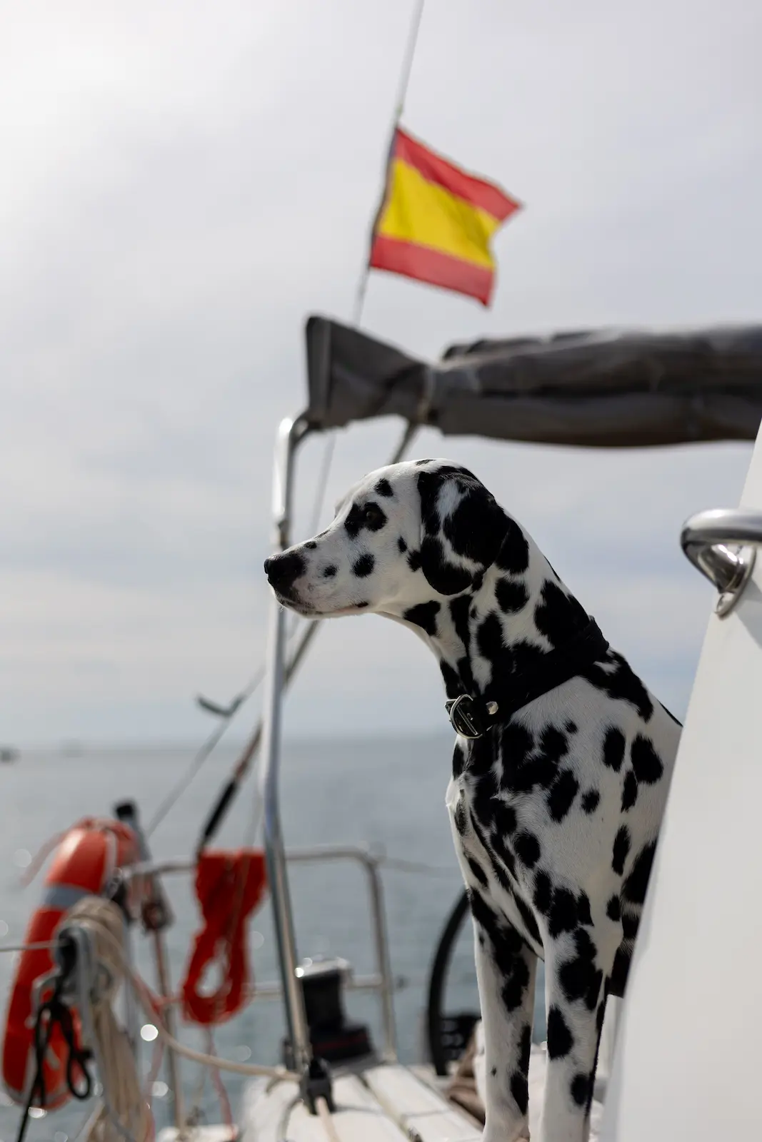 Islander Charter dog friendly sailing experience